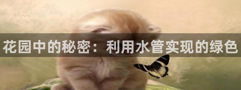 威九国际app客服电话多少